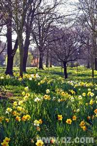 Daffodils in the Christchurch Botanical Gardens